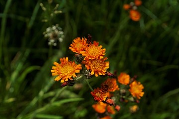 Naklejka na meble Beautiful Pilosella aurantiaca spotted on a meadow in Saxon Switzerland