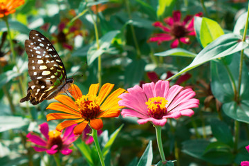 Wall Mural - Fantasy tropical butterfly appearing in dreams