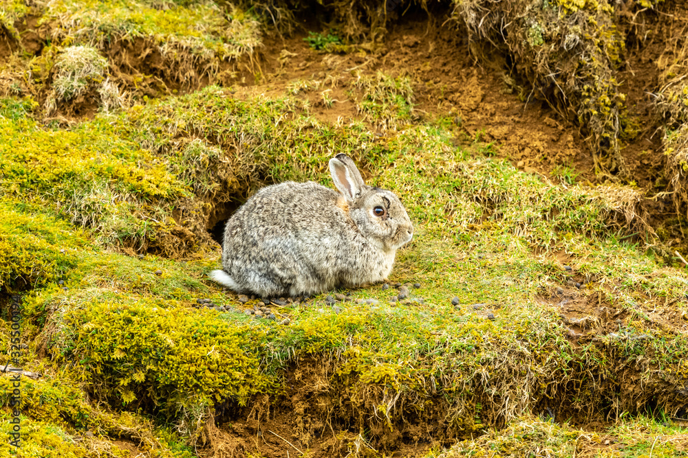 Wild Rabbits Uk Wild rabbit (Scientific name: Oryctolagus cuniculus)in natural moorland ...