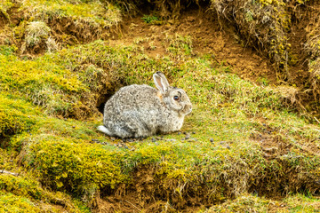 Poster - Wild rabbit (Scientific name: Oryctolagus cuniculus)in natural moorland habitat.  Sat outside the rabbit warren in early Spring.  Yorkshire Dales, UK.  Horizontal.  Space for copy.