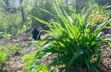 green plant on background garden with cat