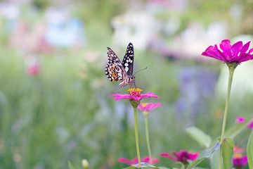 Wall Mural - Chamomiles daisies macro in summer spring field on background blue sky with sunshine and a flying butterfly, nature panoramic view. Summer natural landscape with copy space.