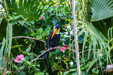 Wall Mural - toucan in foliage on a branch in the park