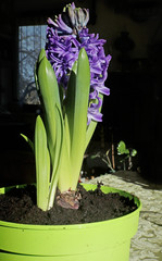 Wall Mural - Hyacinth with fragrant mauve flower clusters, spring potted plant at home