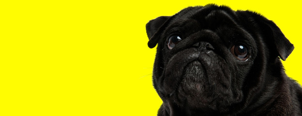 pug dog with black fur looking up with humble eyes