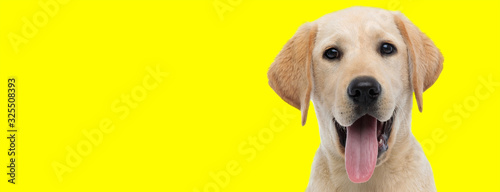 labrador retriever dog with brown fur sticking out tongue happy Poster Mural XXL
