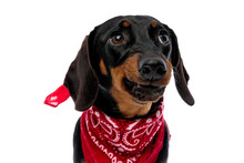 Upset Teckel Puppy Frowning And Wearing Red Bandana