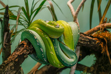 Green Tree Snake With Biright Green And Emerald Scales Wrapped Around A Tree Branch