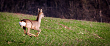 Young Doe In Nature, France, D3dec