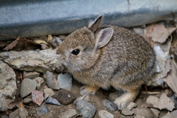 Close up isolated shot of wild baby bunny