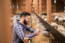 Shot Of Young Bearded Farmer Checking Food Ration On His Tablet Computer While Sheep Animals Eating In Background. Smart Farming And Breeding.