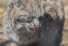 Bobcat (Lynx Rufus) Profile Closeup Cute With Tongue Licking Nose