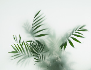 palm in fog