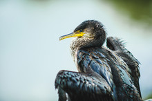 Close-up Portrait Of A Sea Wild Bird Cormorant In Its Natural Environment. A Black Feathered Water Bird With A Yellow Beak And Wet Feathers. Photo Of Wildlife And Wild Waterfowl.