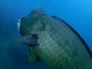 Wall Mural - Closeup with wide angle shot of the Green Humphead parrotfish or the Bolbometopon muricatum during a leisure dive in Sipadan Island, Barracuda Point. Semporna, Tawau. Sabah, Malaysia. Borneo.