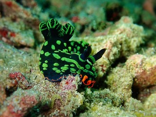 Wall Mural - Closeup and macro shot of nudibranch Nembrotha kubaryana during a leisure dive in Mabul Island, Semporna. Sabah. Malaysia, Borneo. The Land Below The Wind.