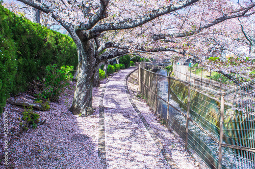 Cuadros en Lienzo 近所の溝に目を向けてみよう。そこには花筏があるかもしれませんよ?