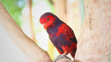 A Red Electus Parrot Sitting On A Tree Branch