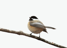 Close Up On Black Capped Chickadee Bird Isolated On White Background