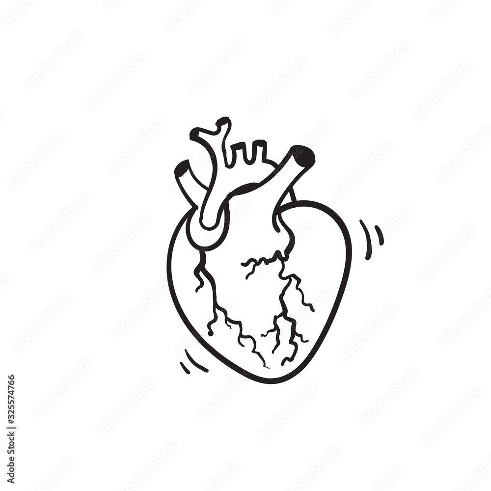 hand drawn vector isolated human heart. Anatomically correct heart with ...