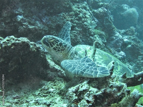 水中 海中 アドビストックのデザイン かべいろ Com おしゃれ壁紙リフォーム貼り替え インクジェット壁紙のかべいろ Com