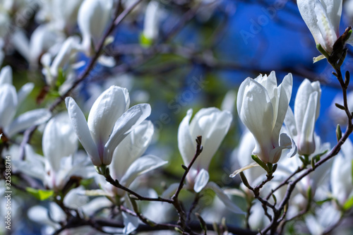 White magnolia flower on a branch.