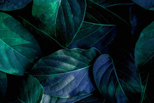 Closeup Nature View Of Green Leaf, Dark Wallpaper Concept, Nature Background, Tropical Leaf