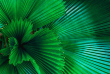 Tropical Palm Leaf And Shadow, Abstract Natural Green Background, Dark Blue Tone