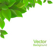 White background and green leaves, vector illustration. Spring background .