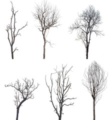 collection of dead trees isolated on white background