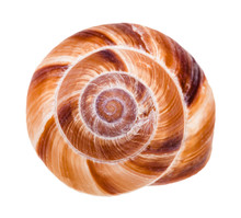 Helix Shell Of Roman Snail Isolated On White