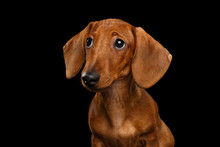 Cute Portrait Of Smooth Haired Brown Dachshund Dog Sad Looking Up Isolated On Black Background