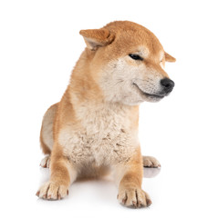 Poster - shiba inu in studio