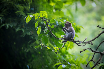 Monkey (Macaca flavicularis) in Ubud Monkey Forest, Bali.