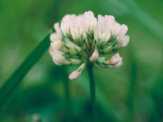 white flower