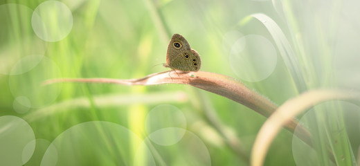 Sticker - Beautiful Butterfly in Bush