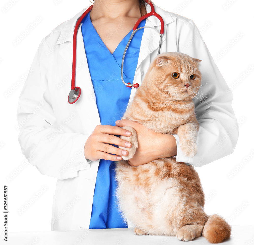 Veterinarian examining cute cat on white background