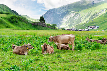 Poster - Cows on the green alpine pasture high in the mountains.