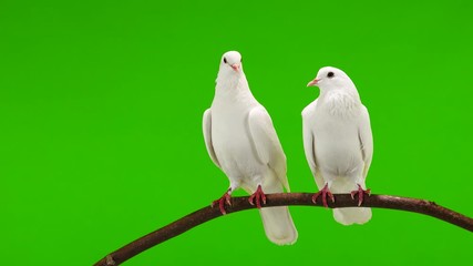 Canvas Print - Two white doves are sitting on a tree branch on a green screen.