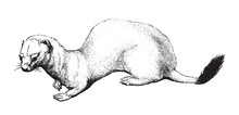 Stoat Or Short-tailed Weasel (Mustela Erminea) / Vintage Illustration From Brockhaus Konversations-Lexikon 1908
