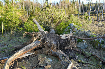 windfall in a forest in Varmland Sweden