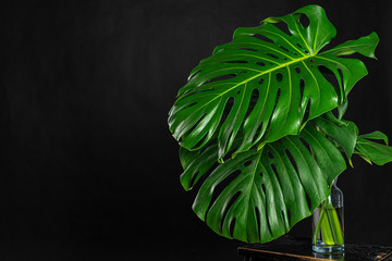 Wall Mural - Monstera tropical plant leaf on black background