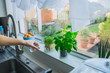 Young Man's hand watering home gardening on the kitchen windowsill. Pots of herbs with basil and watercress sprouts. Home planting and food growing. Sustainable lifestyle, plant-based foods.