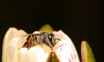 Sticker - bee on flower