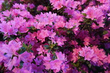 A Bush Of Gently Pink Azalea Blooms. Spring Time. Fantasy Gentle Floral Soft Focused Background