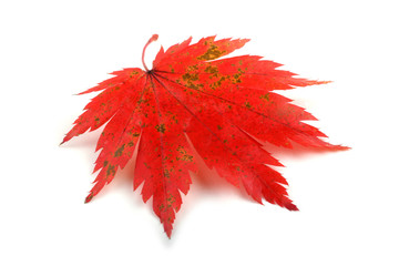 autumn maple leaf