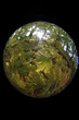 Autumn maple tree. Circular fisheye photo