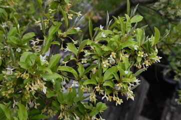 Sticker - Spring branch with blooming flowers of Elaeagnus multiflora