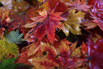 Sticker - Autumn maple leaves background