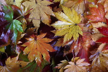 Sticker - Autumn maple leaves background